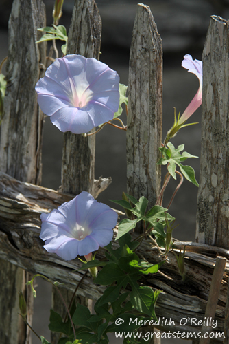 lindheimervinea04-04-12.jpg