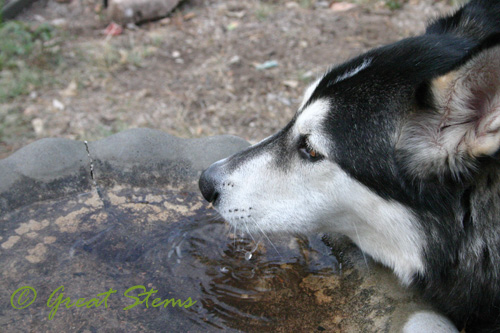 loki08-22-09.jpg