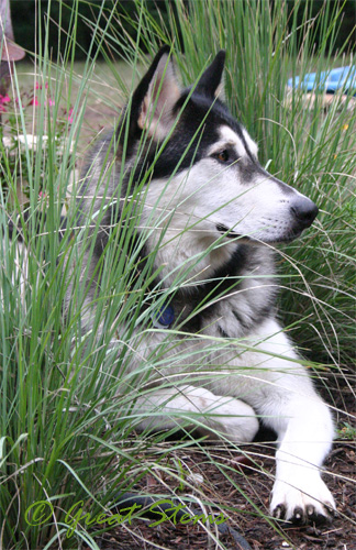 loki09-15-09.jpg