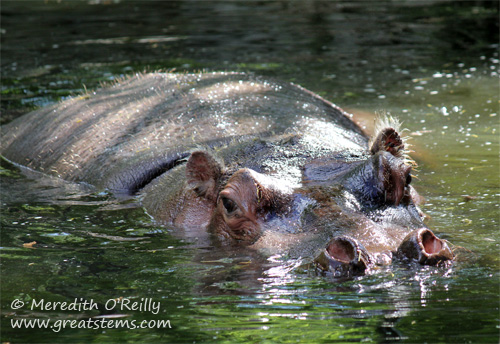 louhippo03-16-12.jpg