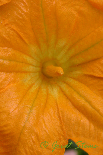malepumpkinflower09-01-09.jpg