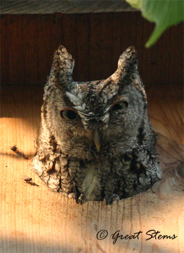 mamaowl05-15-11.jpg