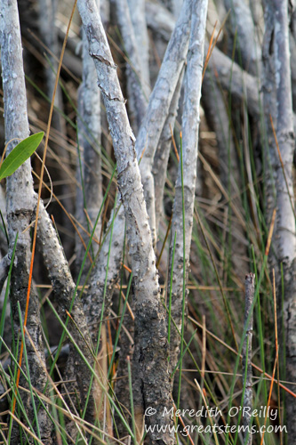 mangroveroots03-13-12.jpg
