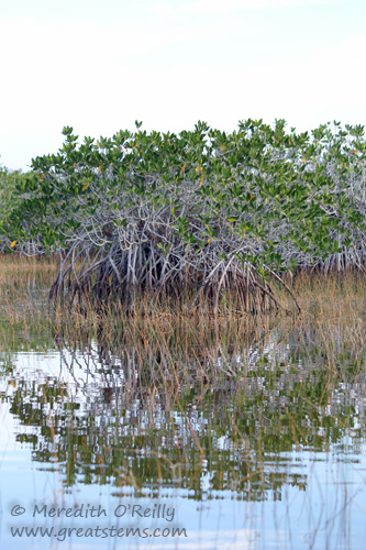 mangroves03-13-12.jpg