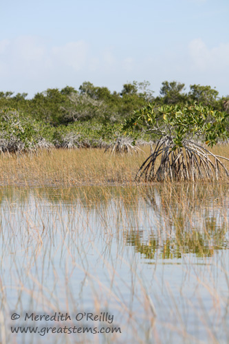 mangrovesb03-13-12.jpg