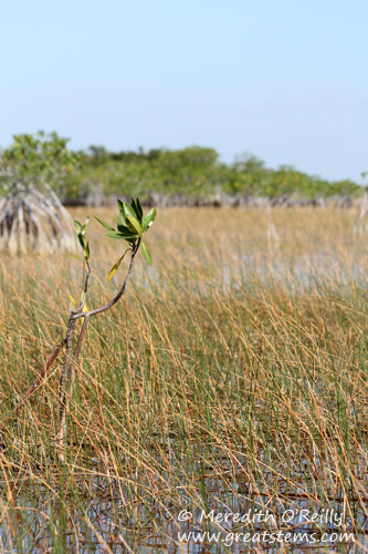 mangrovesc03-13-12.jpg