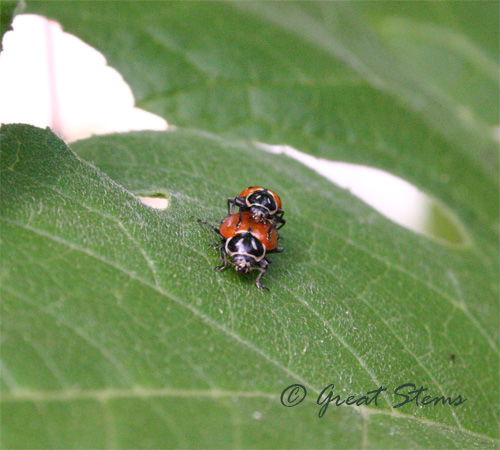 matingladybugs09-01-09.jpg