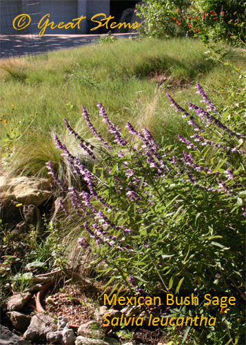 mexbushsage10-31-09.jpg