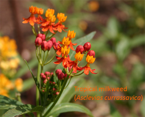 milkweed06-15-09.jpg
