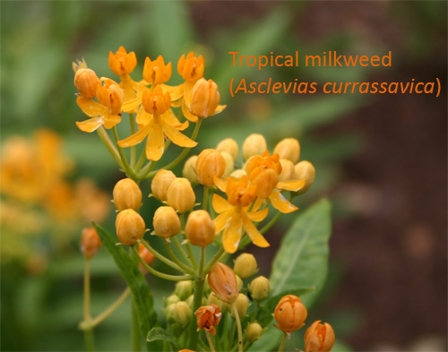 milkweedb06-15-09.jpg