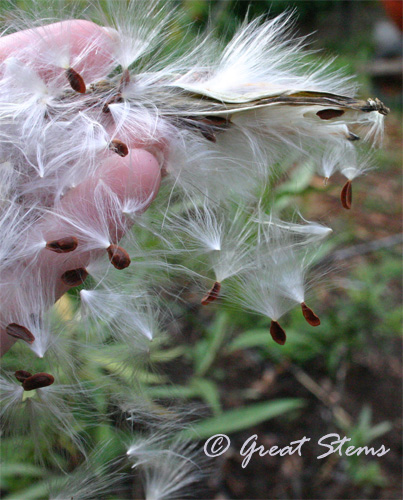 milkweedseeds05-27-10.jpg