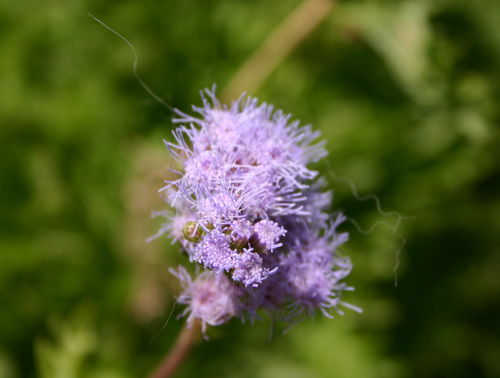 mistflower.jpg