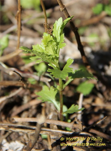 mistflower01-27-12.jpg