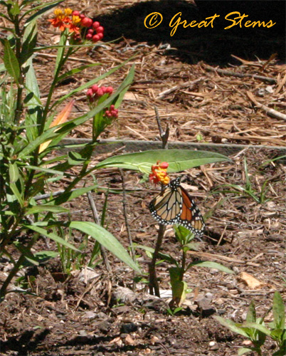 monarch04-24-10.jpg