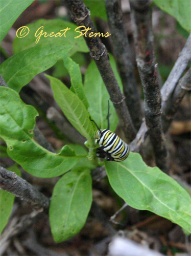 monarch05-15-10.jpg