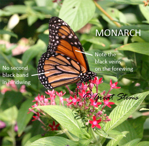 monarchc10-30-09.jpg