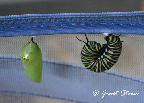 monarchcatchrys10-12-11.jpg