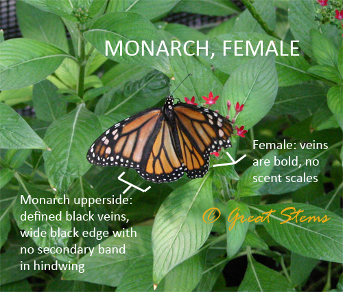 monarchfemale10-30-09.jpg