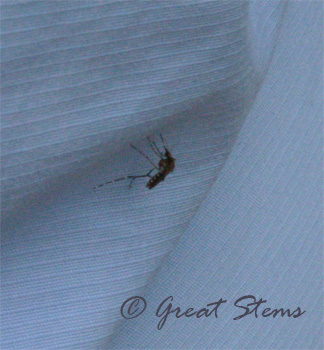 mosquito09-21-09.jpg