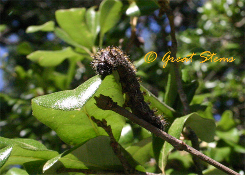 mothcaterpillarb04-24-10.jpg