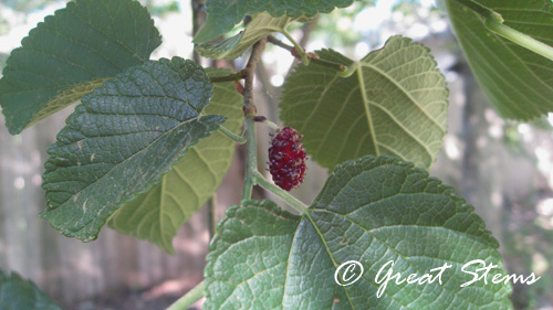 mulberrya05-06-10.jpg