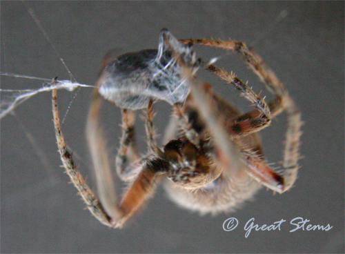 neosconacruciferal12-30-10.jpg