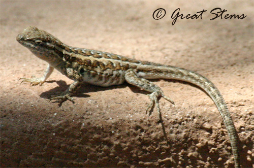 nmlizard07-10.jpg