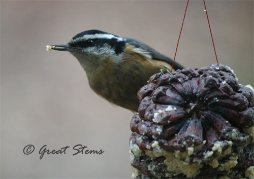 nuthatch01-15-11.jpg