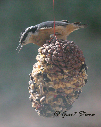 nuthatchonpinecone12-09-10.jpg