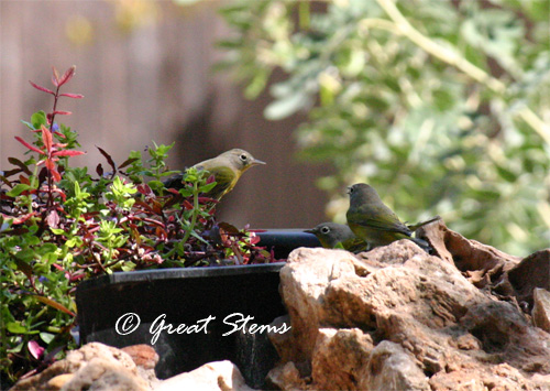 nwarblersatpond09-27-11.jpg