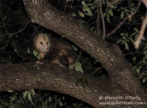 opossum02-08-12.jpg