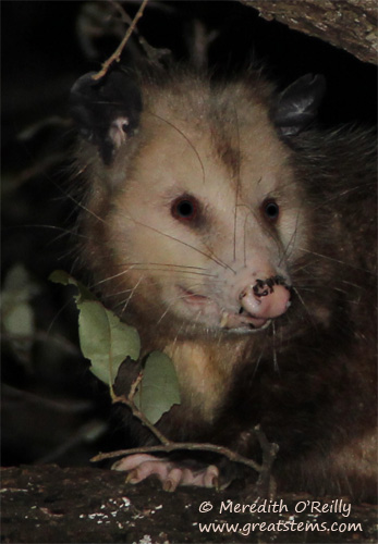 opossumb02-08-12.jpg