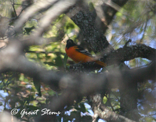 oriole09-06-11.jpg