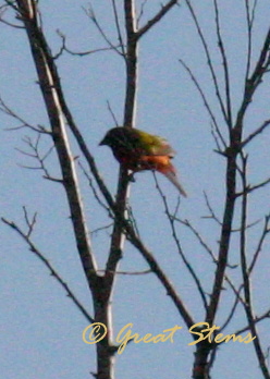 paintedbunting04-28-11.jpg