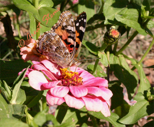 paintedlady11-18-0.jpg