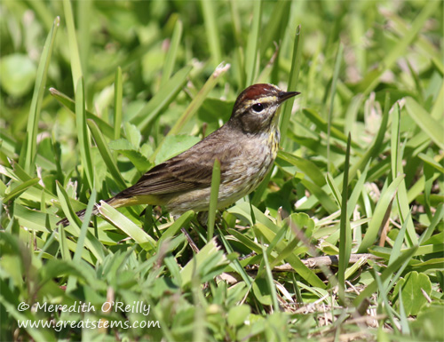 palmwarbler03-13-12.jpg