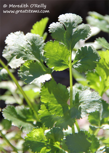 parsley01-27-12.jpg