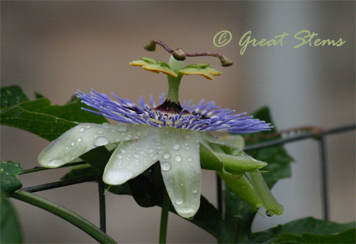 passiflora06-04-10.jpg