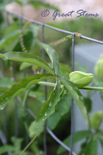 passifloraa05-27-10.jpg