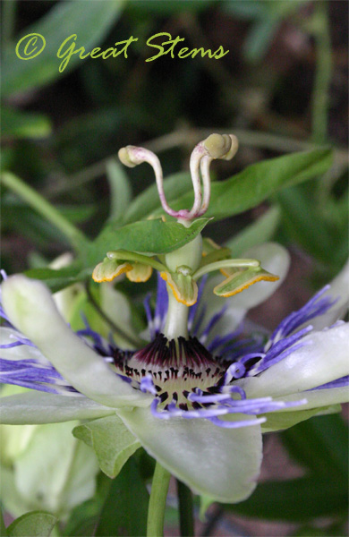 passionflower04-14-10.jpg