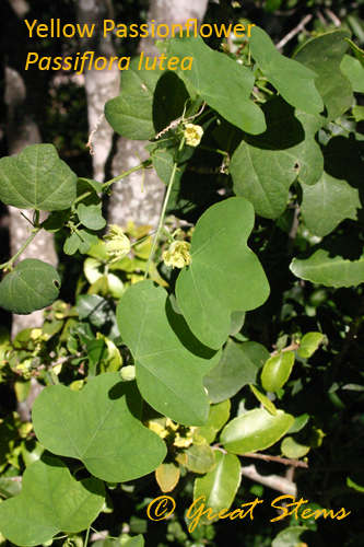 passionflowerlutea10-31-09.jpg