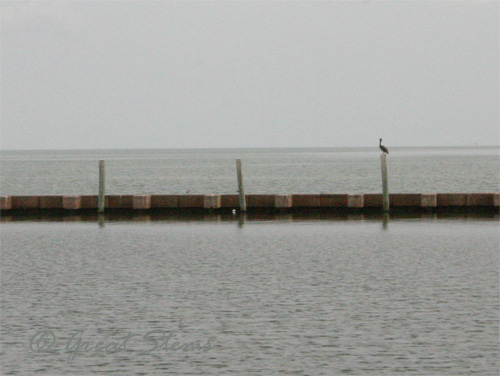 pelican09-21-09.jpg