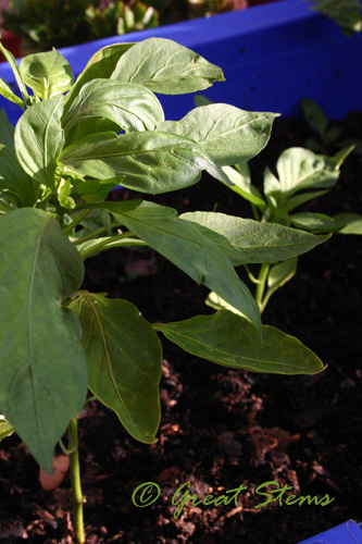 peppers08-22-09.jpg