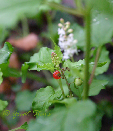 pigeonberryb09-15-09.jpg