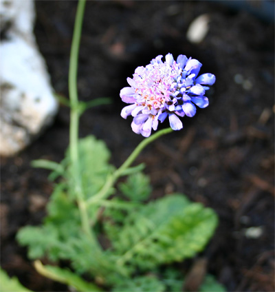 pincushion06-23-09.jpg