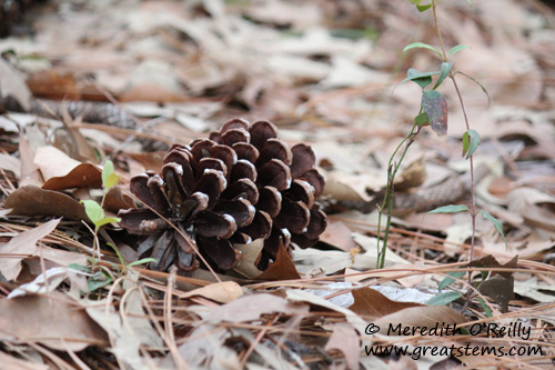 pinecone03-11-12.jpg