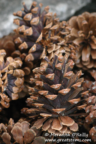 pinecones01-12-12.jpg