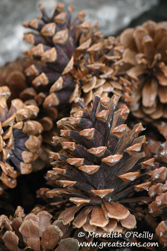 pinecones01-12-12.jpg