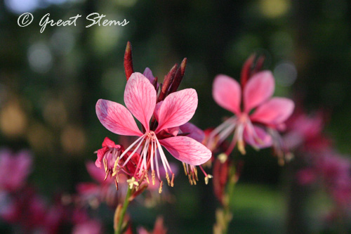 pinkgaura10-10-10.jpg