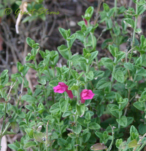 pinkskullcap08-22-09.jpg